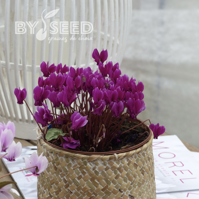 Cyclamen de Naples Lify® Purple Classic