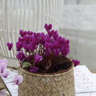 Cyclamen de Naples Lify® Purple Classic