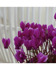 Cyclamen de Naples Lify® White Classic