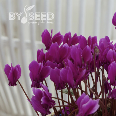 Cyclamen de Naples Lify® Purple Classic