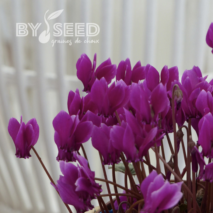 Cyclamen de Naples Lify® Purple Classic