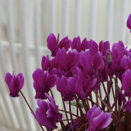 Cyclamen de Naples Lify® Purple Classic