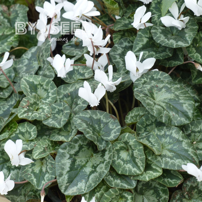 Cyclamen de Naples Lify® White Classic