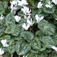 Cyclamen de Naples Lify® White Classic