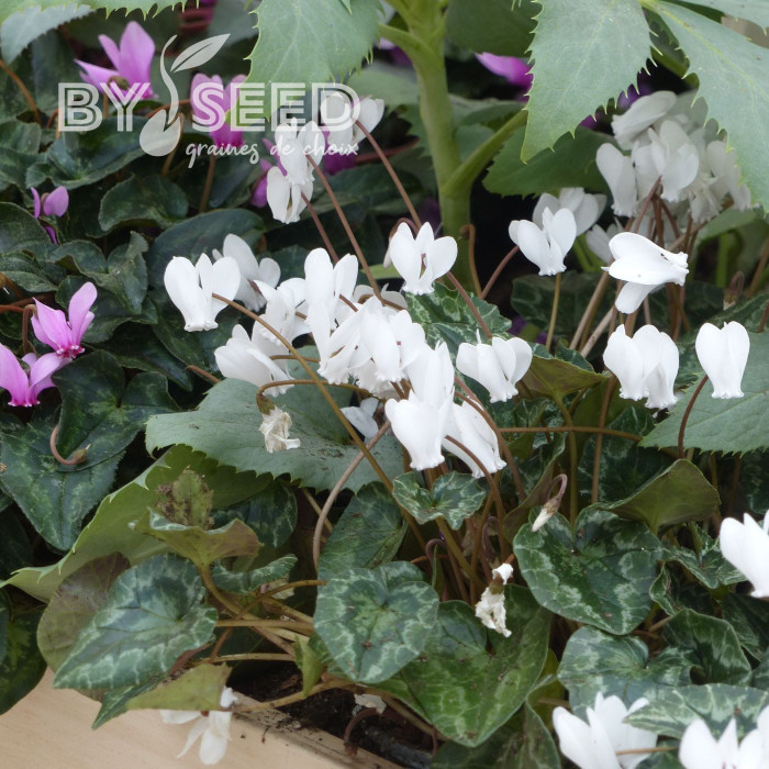 Cyclamen de Naples Lify® White Classic