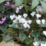 Cyclamen de Naples Lify® White Classic