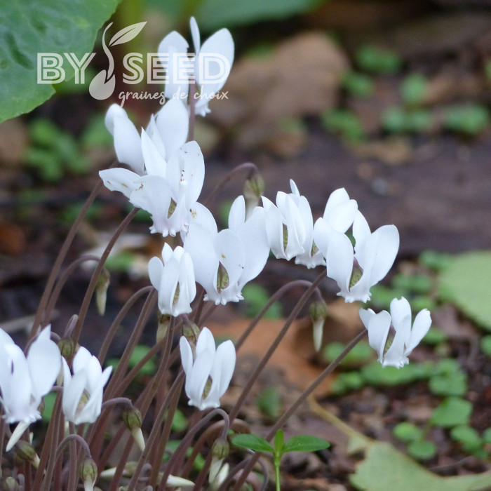 Cyclamen de Naples Lify® White Classic