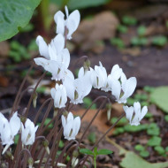 Cyclamen de Naples Lify® White Classic