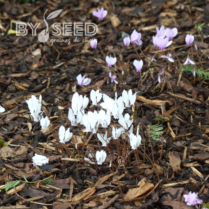 Cyclamen de Naples Lify® White Classic