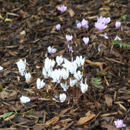 Cyclamen de Naples Lify® White Classic