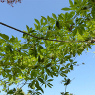 Cyclanthera pedata