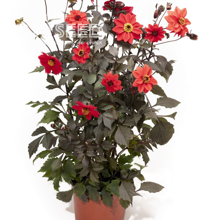 Dahlia Black Forest Ruby