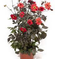 Dahlia Black Forest Ruby