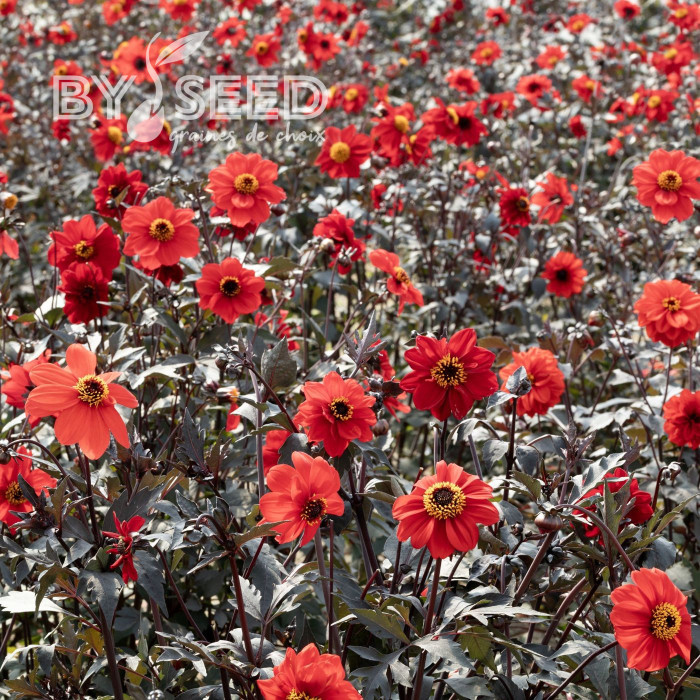 Dahlia Black Forest Ruby