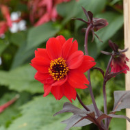 Dahlia Black Forest Ruby