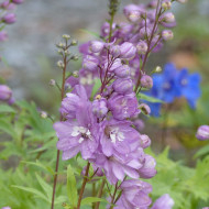 Delphinium Pacific Giants Astolat