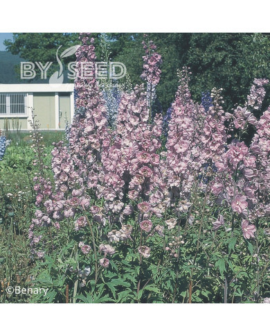 Delphinium Pacific Giants Astolat
