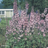 Delphinium Pacific Giants Astolat