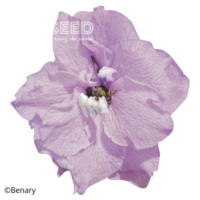 Delphinium Pacific Giants Astolat