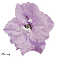 Delphinium Pacific Giants Astolat