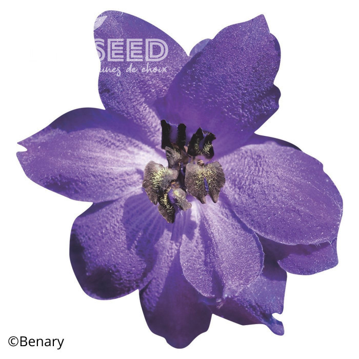 Delphinium Pacific Giants Black Knight
