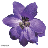 Delphinium Pacific Giants Black Knight