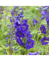 Delphinium Pacific Giants Astolat