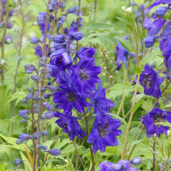 Delphinium Pacific Giants Black Knight