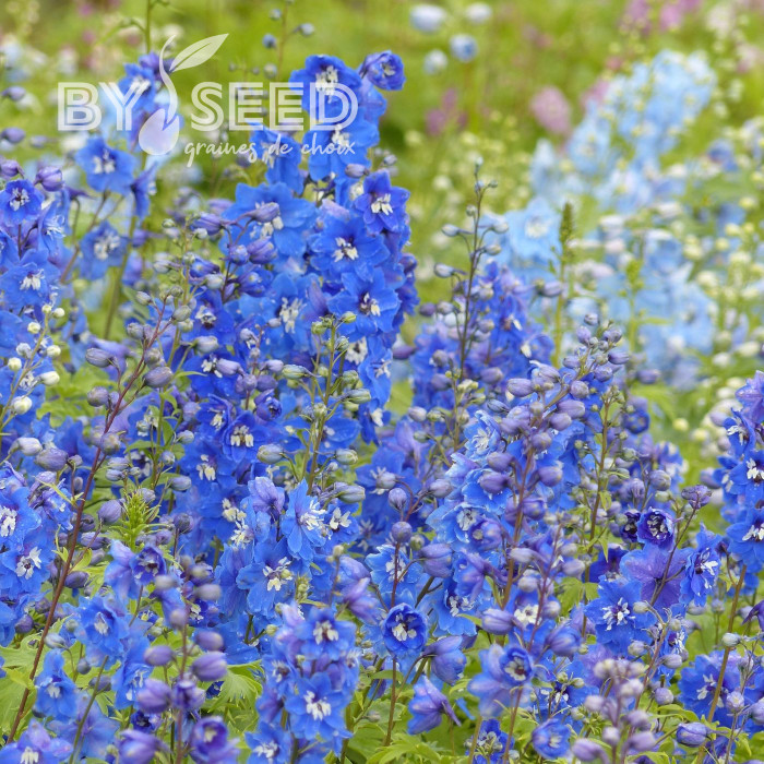 Delphinium Pacific Giants Blue Bird