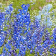 Delphinium Pacific Giants Blue Bird