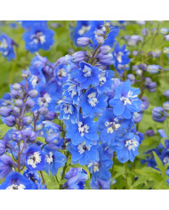 Delphinium Pacific Giants Black Knight