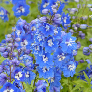 Delphinium Pacific Giants Blue Bird