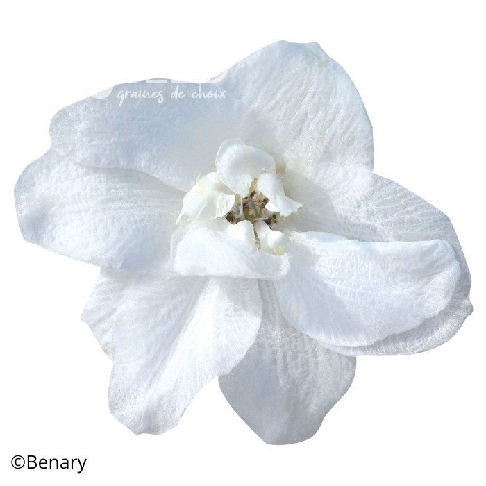 Delphinium Pacific Giants Galahad