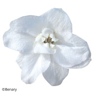 Delphinium Pacific Giants Galahad