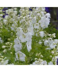 Delphinium Pacific Giants Summer Skies