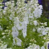 Delphinium Pacific Giants Galahad