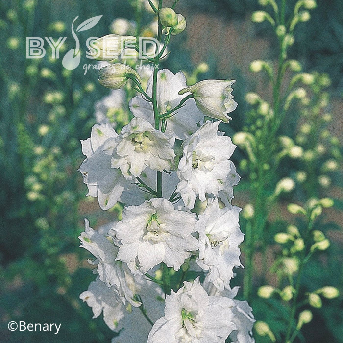 Delphinium Pacific Giants Galahad
