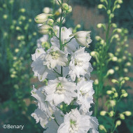 Delphinium Pacific Giants Galahad
