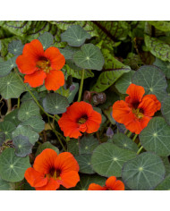Capucine naine Red Troika