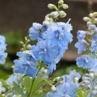 Delphinium Pacific Giants Summer Skies