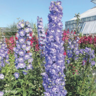 Delphinium Pacific Giants Summer Skies