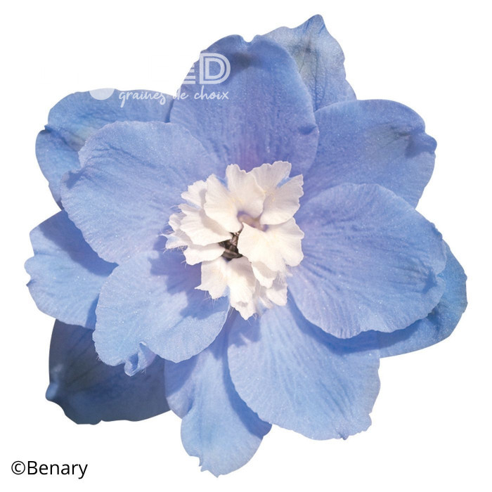 Delphinium Pacific Giants Summer Skies