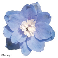 Delphinium Pacific Giants Summer Skies