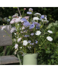 Didiscus caeruleus Lace Pink