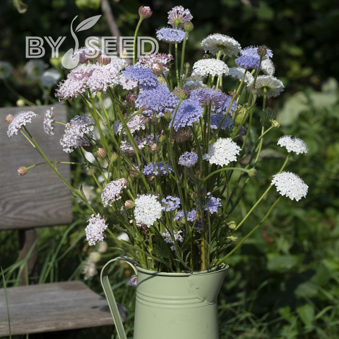 Didiscus caeruleus Lace Heavenly Umbels