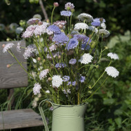 Didiscus caeruleus Lace Heavenly Umbels