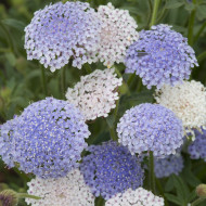 Didiscus caeruleus Lace Heavenly Umbels