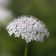 Didiscus caeruleus Lace Pink