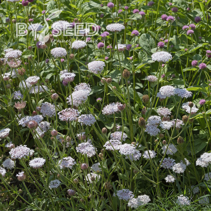 Didiscus caeruleus Lace Pink