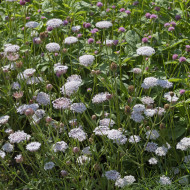 Didiscus caeruleus Lace Pink